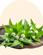 Bhringraj