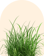 Vetiver Essential Oil