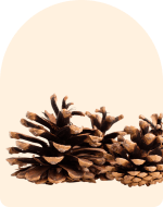 Cedarwood