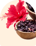 Hibiscus